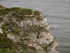 Bempton Cliffs and Sanctuary