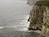 Bempton Cliffs and Sanctuary